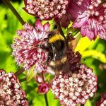 Onderhoudspakket Astrantia